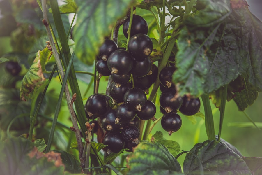 Naturalne sposoby na stres oksydacyjny