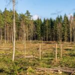 Photo investing in ecological projects