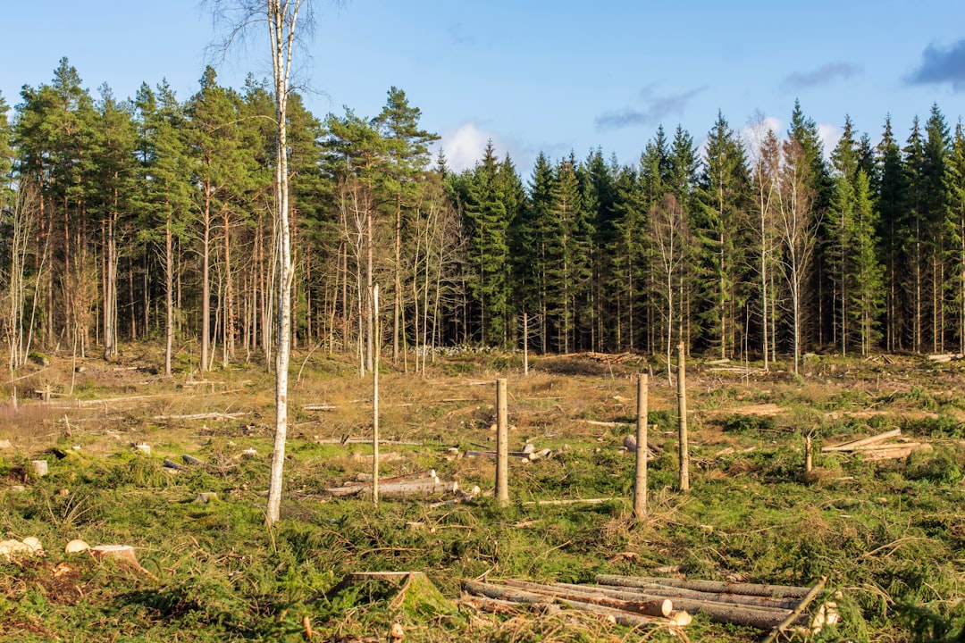 Photo investing in ecological projects
