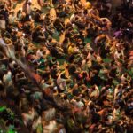 Photo crowdlending